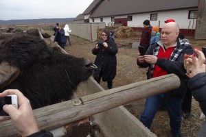 Ферма Карпатський буйвіл, Виноградів